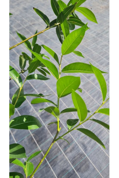 Верба лавролиста